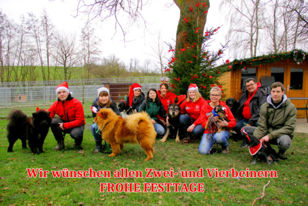 Von lebenden Geschenken rät das Tierheim Beuern ab. Wer sich Haustiere wünscht, wird aber dennoch gut beraten. Fotogruß: Tierheim Beuern