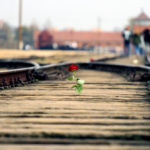 Heute ist das KZ Auschwitz-Birkenau eine wichtige Gedenkstätte. Auf den Schienen Richtung Eingangstor werden nach jüdischer Sitte oft Rosen und Steine zur Erinnerung an die ermordeten Mitmenschen abgelegt. Foto: Albert Laurence | unsplash