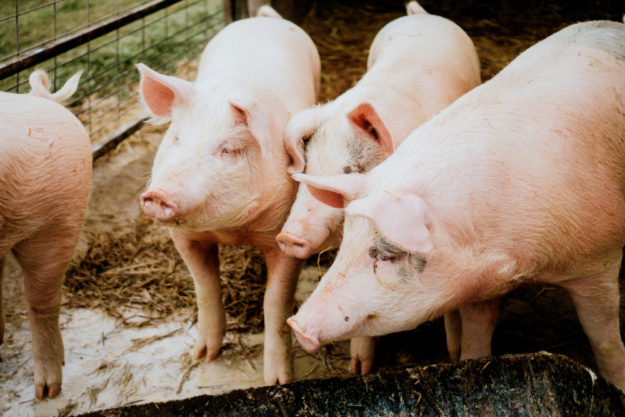 Vor allem Schweine aus dem Ausland werden in Deutschland nicht mehr geschlachtet. 
Foto: A. Kipp | unsplash