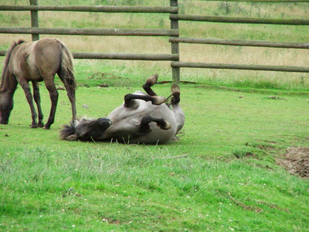 Die Tarpane stehen im Mittelpunkt der Veranstaltung »Wildes Pferd«. Foto: Wildpark Knüll