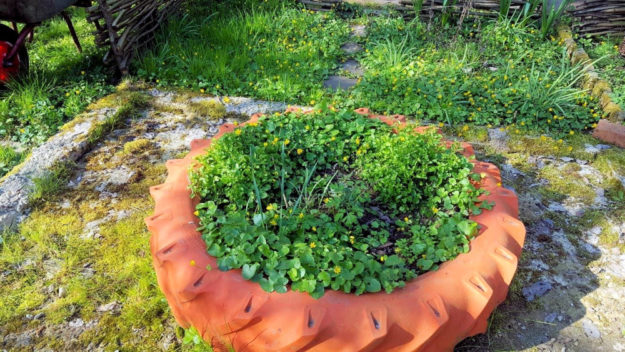 Kräuterbeete gehören zum neuen Gartendesign unterhalb der Totenkirche. Foto: v