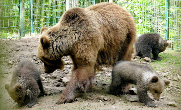 Bärenmutter Onni mit ihrem Nachwuchs. Foto: Schwalm-Eder-Kreis