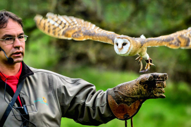 Schleiereule Lea mit Rainer Cremer. Foto: Maik Miotke | Tierpark Sababurg