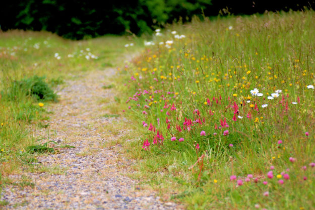 Artenreicher Wegrand. Foto: Andrea Imhäuser | LLH