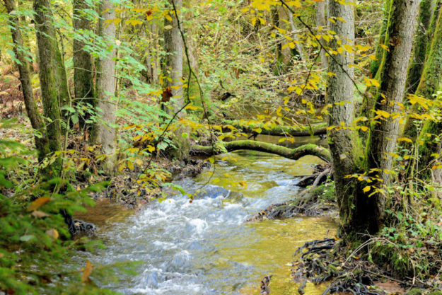 Bäche im Wald – die Renaturierung von Bachläufen und Durchlässen wird von HessenForst so naturnah wie möglich durchgeführt. Foto: A. Schilling | HessenForst