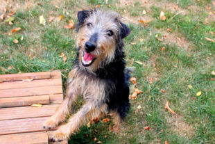 Bonnie ist nach einem vermeintlichen Vermittlungserfolg doch wieder zurück im Tierheim. Nun sucht sie erneut ein Zuhause in dem sie zeigen kann, was für eine gute Gefährtin sie sein kann. Foto: nh