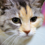 Typisch Katze: Neugierig und eigenwillig. Foto: nh