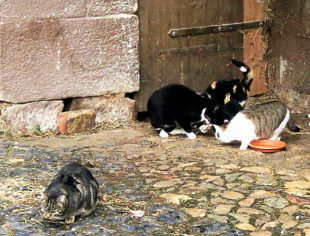 Die Guxhagener Katzenhilfe hat ihre Aufnahmekapazität erreicht. Nicht zueltzt durch die Urlaubszeit, in der immer wieder Welpen ausgesetzt werden. Foto: nh