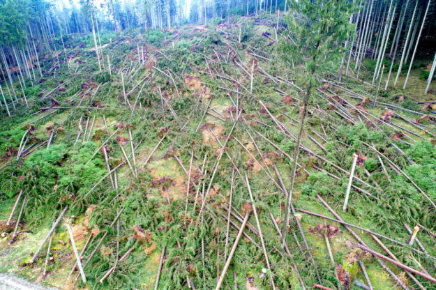 Sturm, Dürre, Hitze, Käfer und Pilze sorgten für riesige Kahlflächen im Wald. HessenForst will sie mit dem Programm »Mischwald für morgen« klimastabil bewalden. Foto: M. Delpho