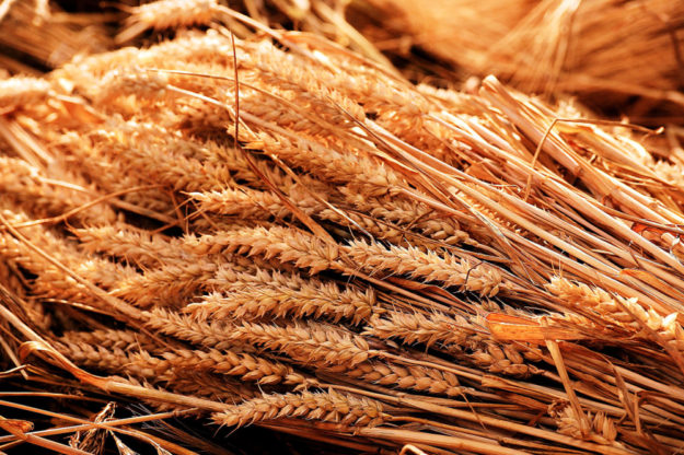 Der bisherige Drusch lässt auf einen Weizenertrag von nur noch 7,4 Tonnen je Hektar schließen. Foto: suju fotografie | Pixabay