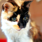 Für Linnea sucht das Tierheim Beuern ein letztes Zuhause. Foto: nh