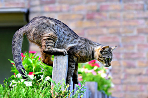 Bevor die Katzen ihren Freiheitsdrang ausleben, sollten sie gechippt werden. Der Transponder kann Fundkatzen nach Hause bringen. Foto: Mabel Amber | Pixabay