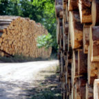 Aktuell das Sonderangebot im neuen Online-Shop von HessenForst: Fichtenholz für den Ofen. Foto: F. Reinbold | HessenForst