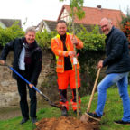 Bauamtsleiter Michael Slabon und Bürgermeister Klemens Olbrich pflanzen den Amberbaum. Stellvertretender Bauhofleiter Viktor Becker half und organisierte die Vor- und Nacharbeiten. Foto: nh