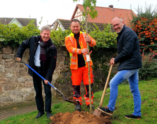 Bauamtsleiter Michael Slabon und Bürgermeister Klemens Olbrich pflanzen den Amberbaum. Stellvertretender Bauhofleiter Viktor Becker half und organisierte die Vor- und Nacharbeiten. Foto: nh