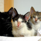 Die vermeintlichen Fundkatzen entpuppten sich als kroatische Urlaubsbekanntschaft. Krankheitskeime drohten eingeschleppt zu werden. Foto: Tierheim Beuern