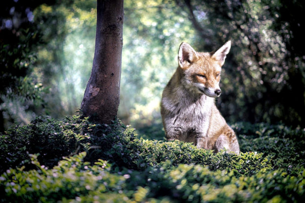 Eingriffe in die Jagdzeiten für rund 20 Tierarten, darunter der Fuchs, halten die Liberalen im Hessischen Landtag für verfassungswidrig. Foto: Ria Sopala | Pixabay