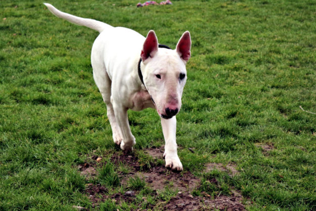 Athos wird als Listenhund geführt und ist ein charaktervoller Zeitgenosse. Foto: nh