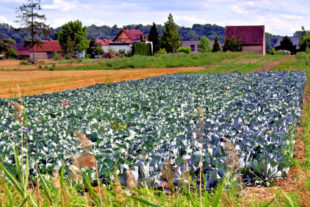 Heute auf dem Acker, morgen auf dem Teller. In der grünen Strategie Farm To Fork ist eine nachhaltige Landwirtschaft Programm. Foto: Henryk Niestrój | Pixabay
