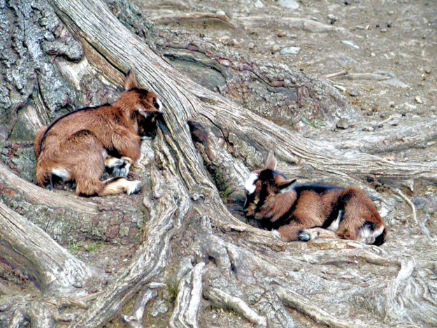 Die Tiere im Wildpark dürfen ab Donnerstag wieder besucht werden. Foto: nh