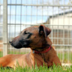 Tilda sucht ein neues Zuhause mit viel Auslauf. Foto: nh