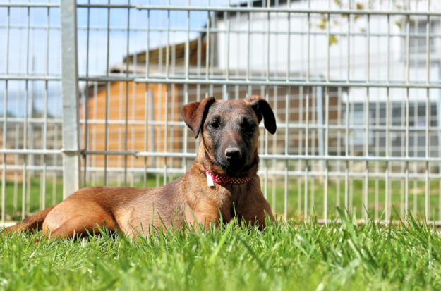 Westfalenterrier-Dame Tilda liebt ausgedehnte Spaziergänge. Foto: nh