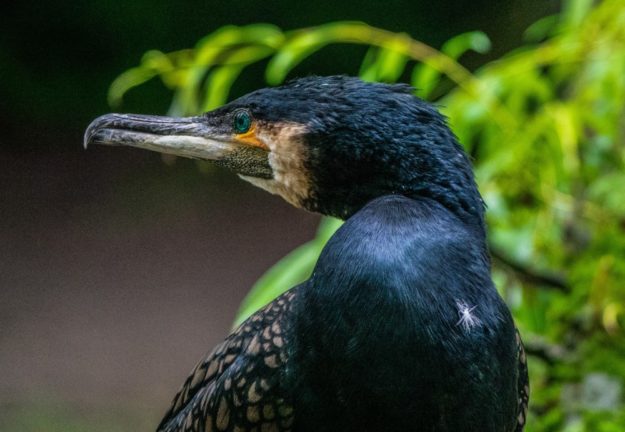 Nach Worten von Martin Häusling leiden etliche Seevogelarten, im Bild ein Kormoran, unter der Bleibelastung durch Altmunition. Foto: WagnerAnne | Pixabay