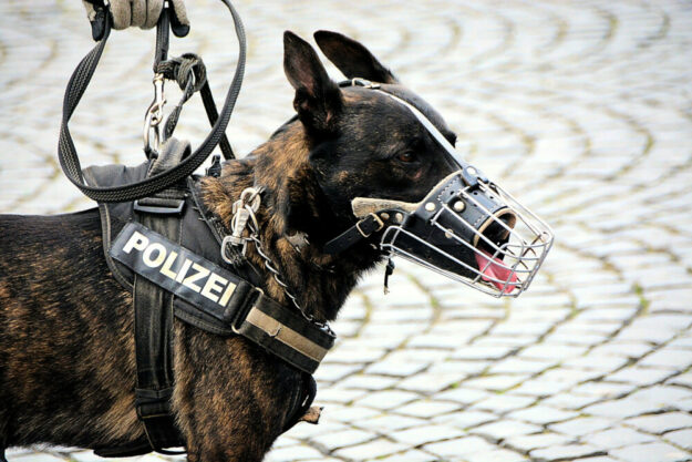 Was die vierbeinigen Kollegen der Polizei so auf dem Kasten haben, demonstriert die Hundestaffel in einer gesonderten Vorführung.  Foto: Wolfgang van de Rydt | Pixabay