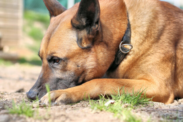 Tyson ist ein Hund, der eine konsequente Führung verlangt. Foto: nh