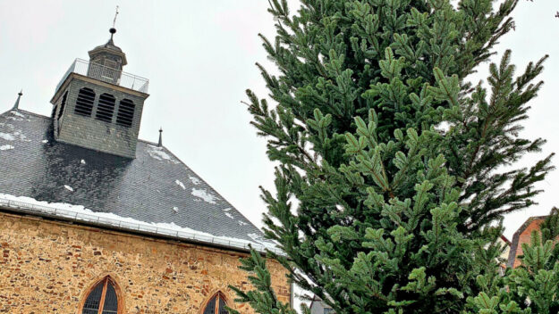 Höher als ein Fotoformat ragt der stattliche Baum in den Himmel. Foto: FREIE WÄHLER