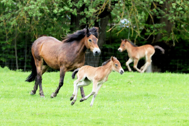 Exmoorponys auf der Weide. Foto: David Selbert