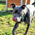 Rusty zeigt sich gern von seiner lockeren und entspannten Seite. Foto: nh