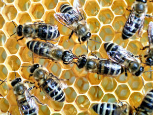 Die Honigbiene: Ohne sie läuft (fast) nichts. Foto: Markus Neumann