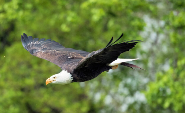 Einer der Publikumslieblinge, die hoch über der Sababurg ihre Flügel spannen, ist der Seeadler. Foto: Heiko Trachsel