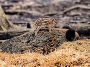 Wildschwein-Frischlinge und ihr Muttertier. Foto: David Selbert