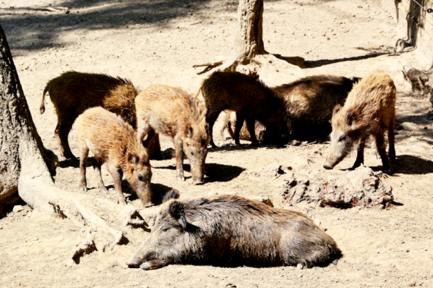 Wildschweinrotte im Wildpark Knüll. Foto: Gerald Schmidtkunz