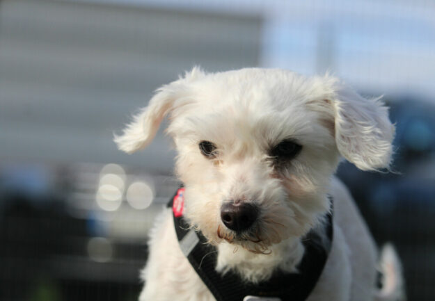 Tier der Woche 46/2022: Snoopy | SEK-News - Online-Zeitung für den