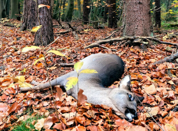 Die Rückstellung der Uhren auf Winterzeit bedeutet zugleich eine erhöhte Wildunfallgefahr. Vor allem in den Dämmerungsstunden ist umsichtiges, vorausschauendes Fahren erforderlich. Foto: Loyloy Thal | Pixabay