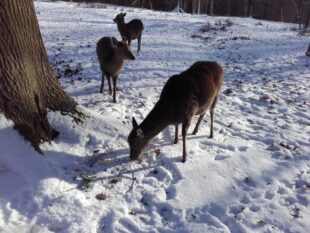 In den Weihnachtsferien freuen sich die tierischen Mitarbeiter auf Besucher und Besucherinnen. Foto: N.N. | Wildpark Knüll