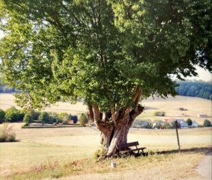 Ein seltenes Solitär: Die gut 200-jährige Hainbuche am Dinkelberg bei Vockerode ist als ein Naturdenkmal eingestuft. Foto: N.N. | Verlag Kessel