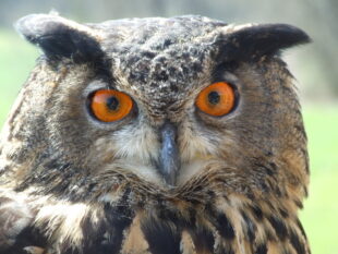 Markantes Gesicht und scharfer Blick. Dem Uhu im Wildpark entgeht nicht die geringste Kleinigkeit. Foto: Marco Lenarduzzi