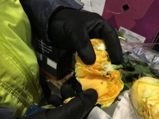 Am 14. Februar ist Valentinstag und damit Hochsaison für die Blumenhändler. Aber nicht nur sie haben alle Hände voll zu tun, sondern auch die Importeure. Am Flughafen Frankfurt werden Schnittblumen in großen Mengen abgefertigt. Foto: N.N. | RP Gießen