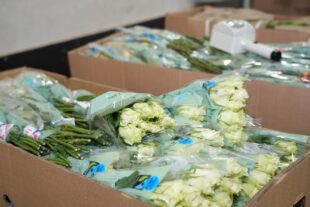 Auch bei Rosen heißt es: Genau hinschauen! Das zuständige RP Gießen kontrolliert mit derzeit 14 Beschäftigten direkt am Frankfurter Flughafen die Importe von Blumen, Obst und Gemüse aus Drittländern. Foto: N.N. | RP Gießen