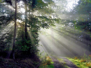 Ein Bild von herbstlicher Stimmung im Wald. Foto: N.N. | Fotostammtisch Neukirchen