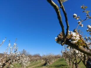 Die Kirschenblüte zeigt ihre ersten Knospen, auf den Kirschwanderwegen im Geo-Naturpark Frau-Holle-Land gibt es in den nächsten Tagen und Wochen wieder viel zu sehen und zu erleben. Foto: Claudia Krabbes | Geo-Naturpark Frau-Holle-Land