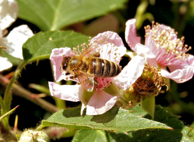 Viele Wild- und Kulturpflanzen werden von Bienen bestäubt und bringen dadurch zahlreiche Früchte. Foto: N.N. | © LLH
