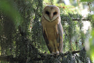 Die Schleiereule steht Pate für die Artenvielfalt bei Nacht. Foto: N.N. | Wildpark Knüll