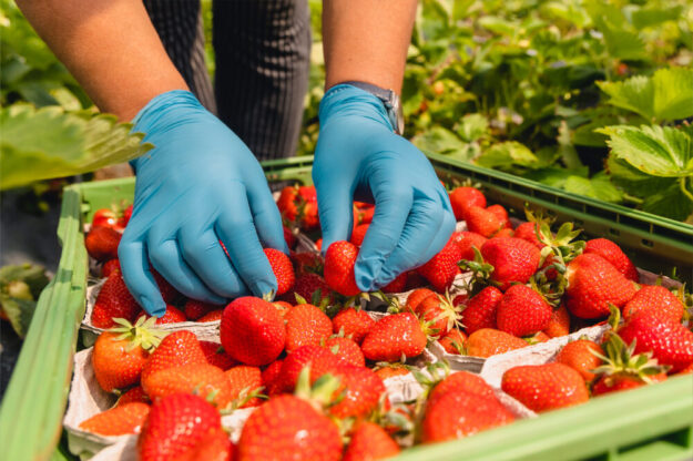 Süß und lecker: frisch gepflückte Erdbeeren. Die Arbeit, die hinter der Erdbeerernte steckt, ist allerdings hart, sagt die Agrar-Gewerkschaft IG BAU Nordhessen. Sie appelliert an die Landwirte im Schwalm-Eder-Kreis, auf faire Löhne und anständige Unterkünfte für Erntehelfer zu achten. Foto: Florian Göricke | IG BAU