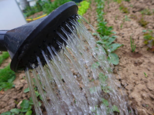 Auf die richtige Menge kommt es beim Gießen ebenfalls an. Foto: N.N. | © LLH