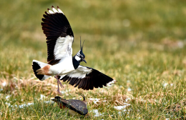 Kiebitze brüten und jagen am Boden von Offenland. Foto: Christian Gelpke